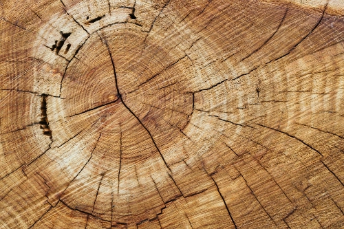 Best Lumber for Woodworking Projects